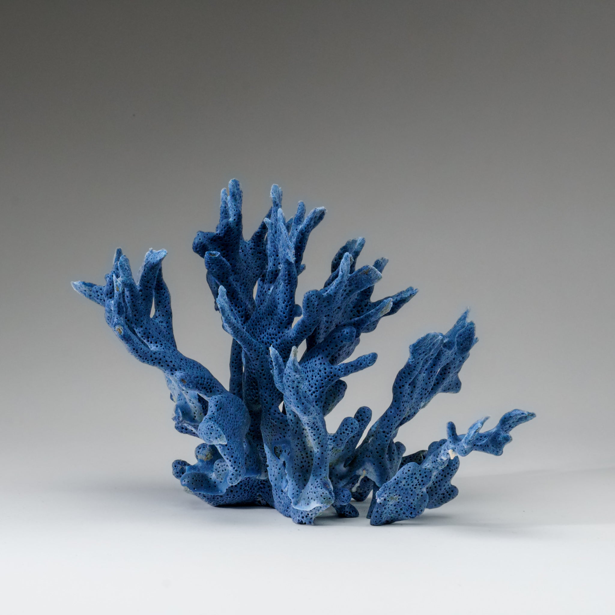 Genuine Blue Ridge Coral (5", 1 lb) - Astro Gallery of Gems