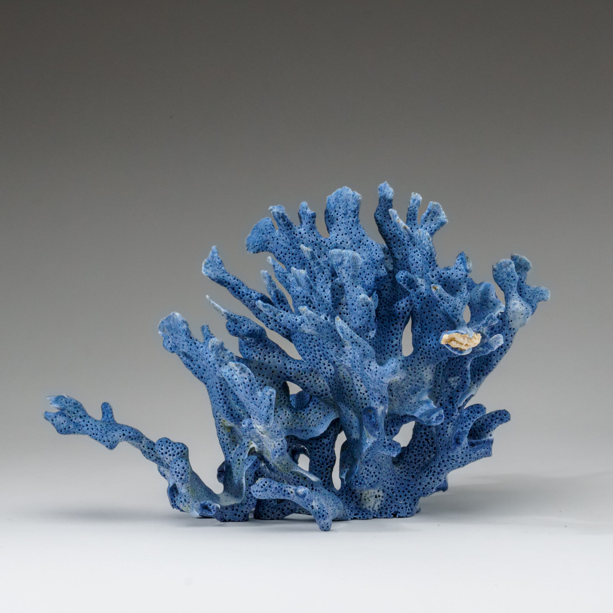 Genuine Blue Ridge Coral (5", 1 lb) - Astro Gallery of Gems