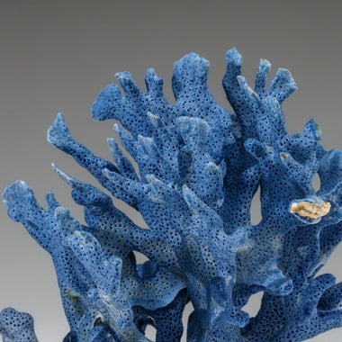 Genuine Blue Ridge Coral (5", 1 lb) - Astro Gallery of Gems