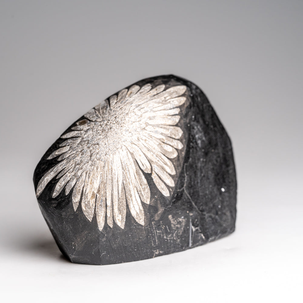 Chrysanthemum Stone from China (203.7 grams)