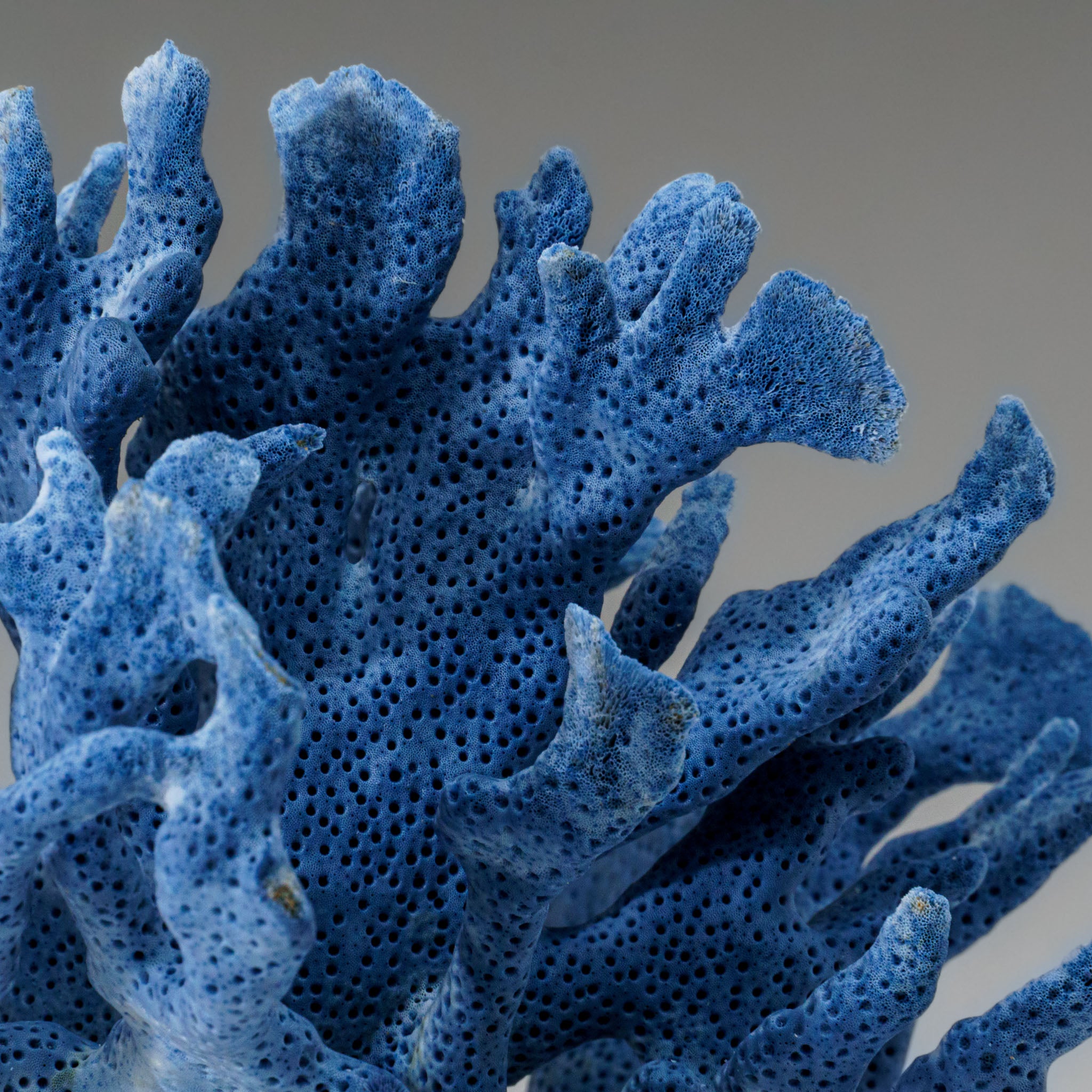 Genuine Blue Ridge Coral (5", 1 lb) - Astro Gallery of Gems