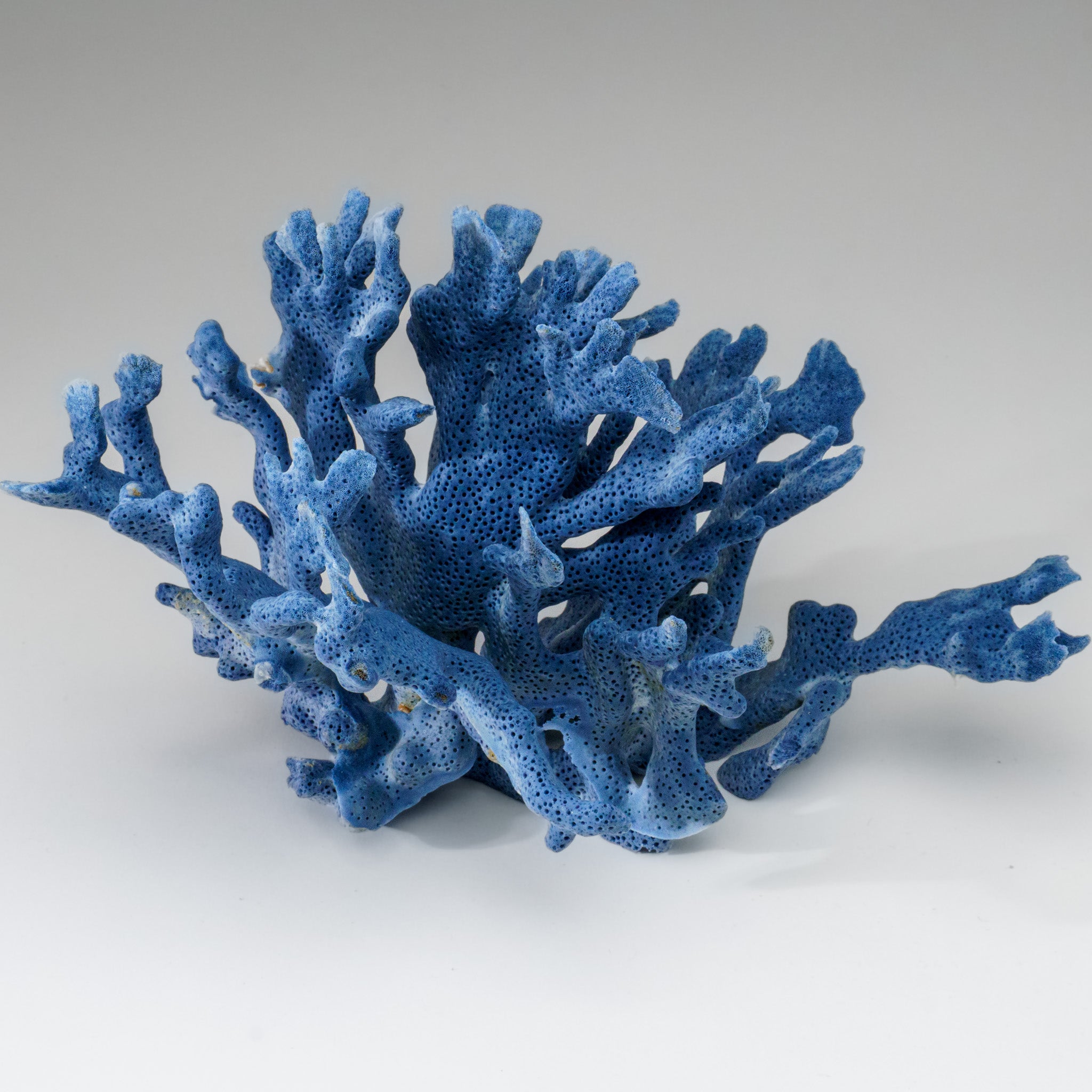 Genuine Blue Ridge Coral (5", 1 lb) - Astro Gallery of Gems