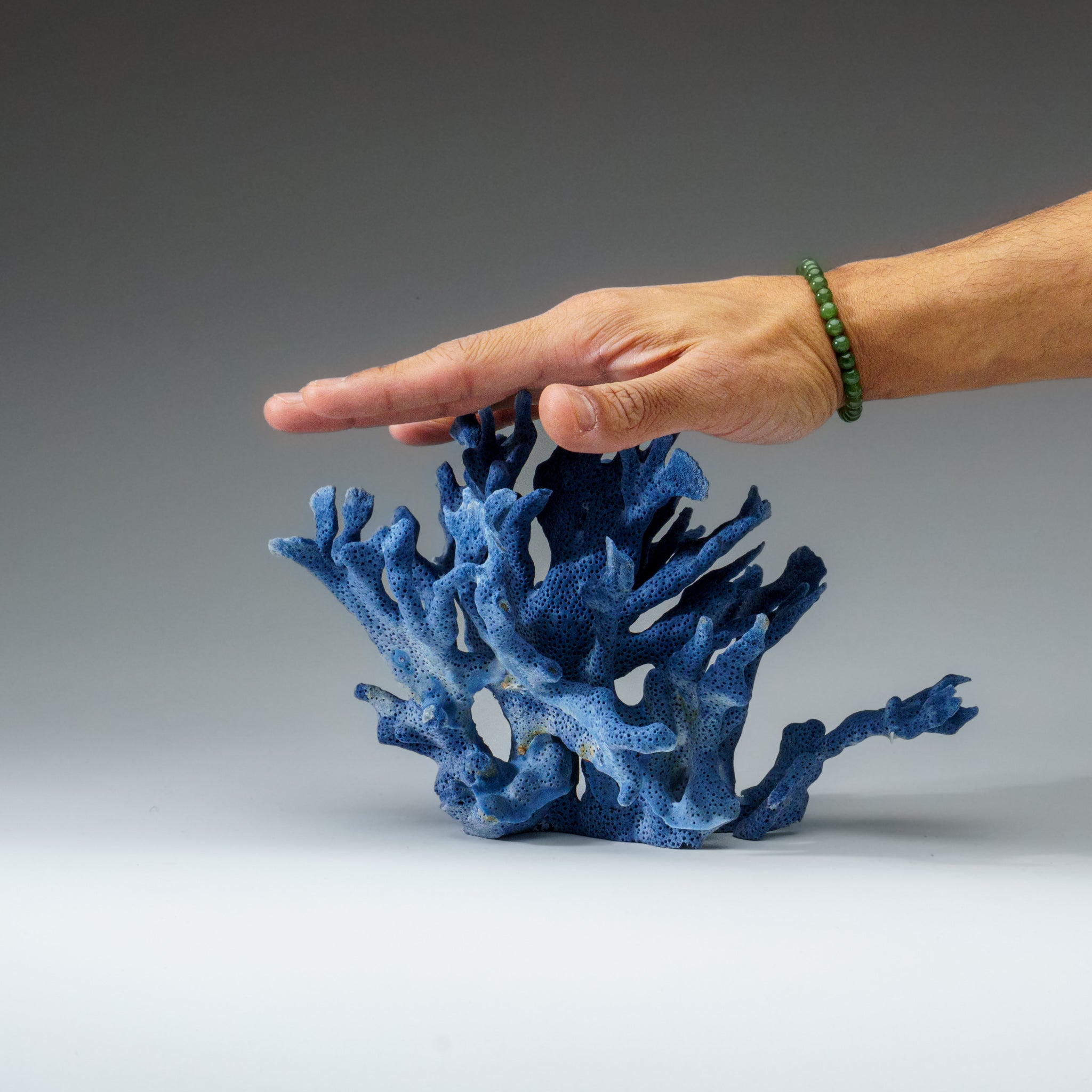 Genuine Blue Ridge Coral (5", 1 lb) - Astro Gallery of Gems