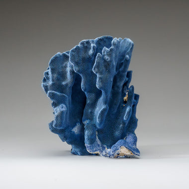 Genuine Blue Ridge Coral (5", 2.5 lbs) - Astro Gallery of Gems