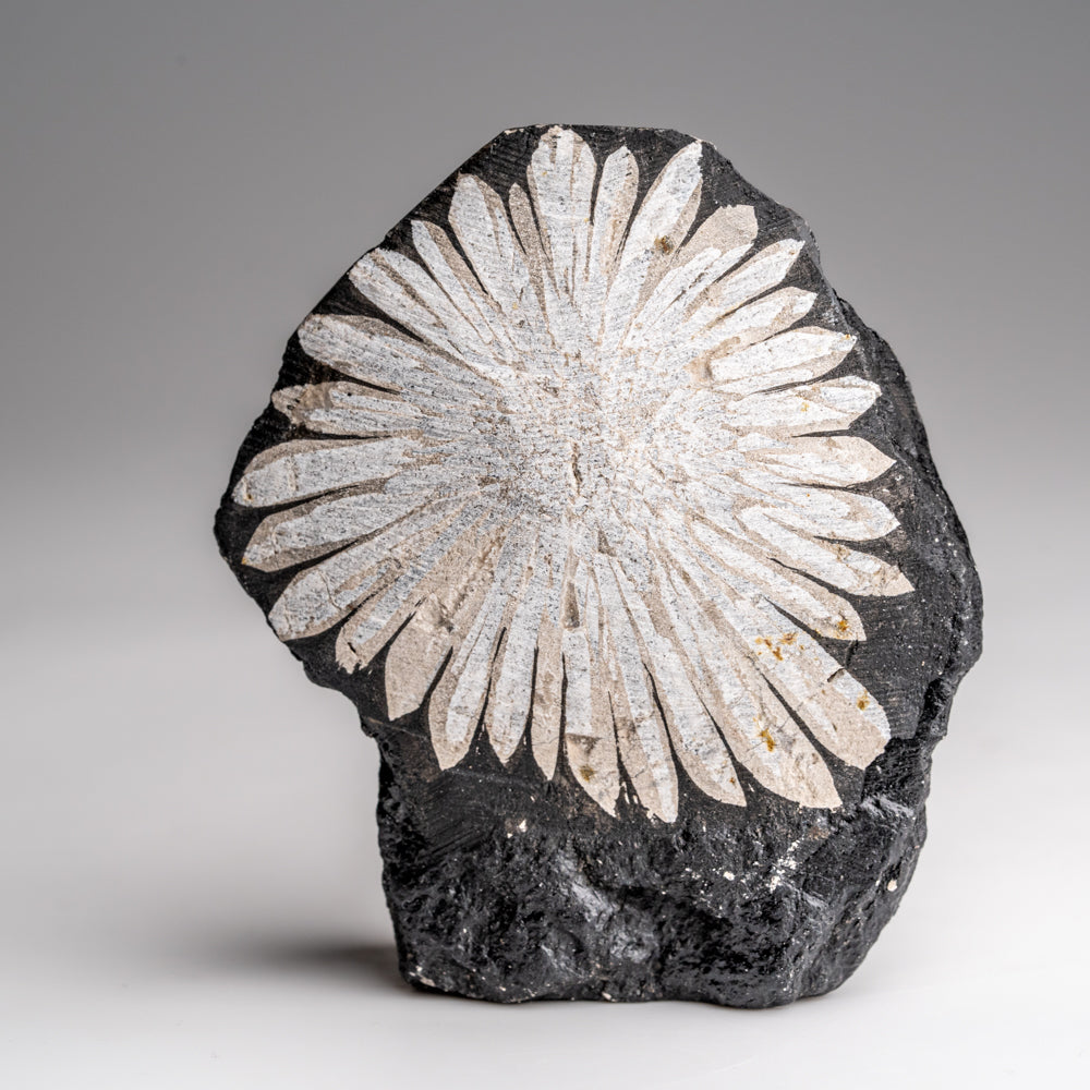 Chrysanthemum Stone from China (94 grams)