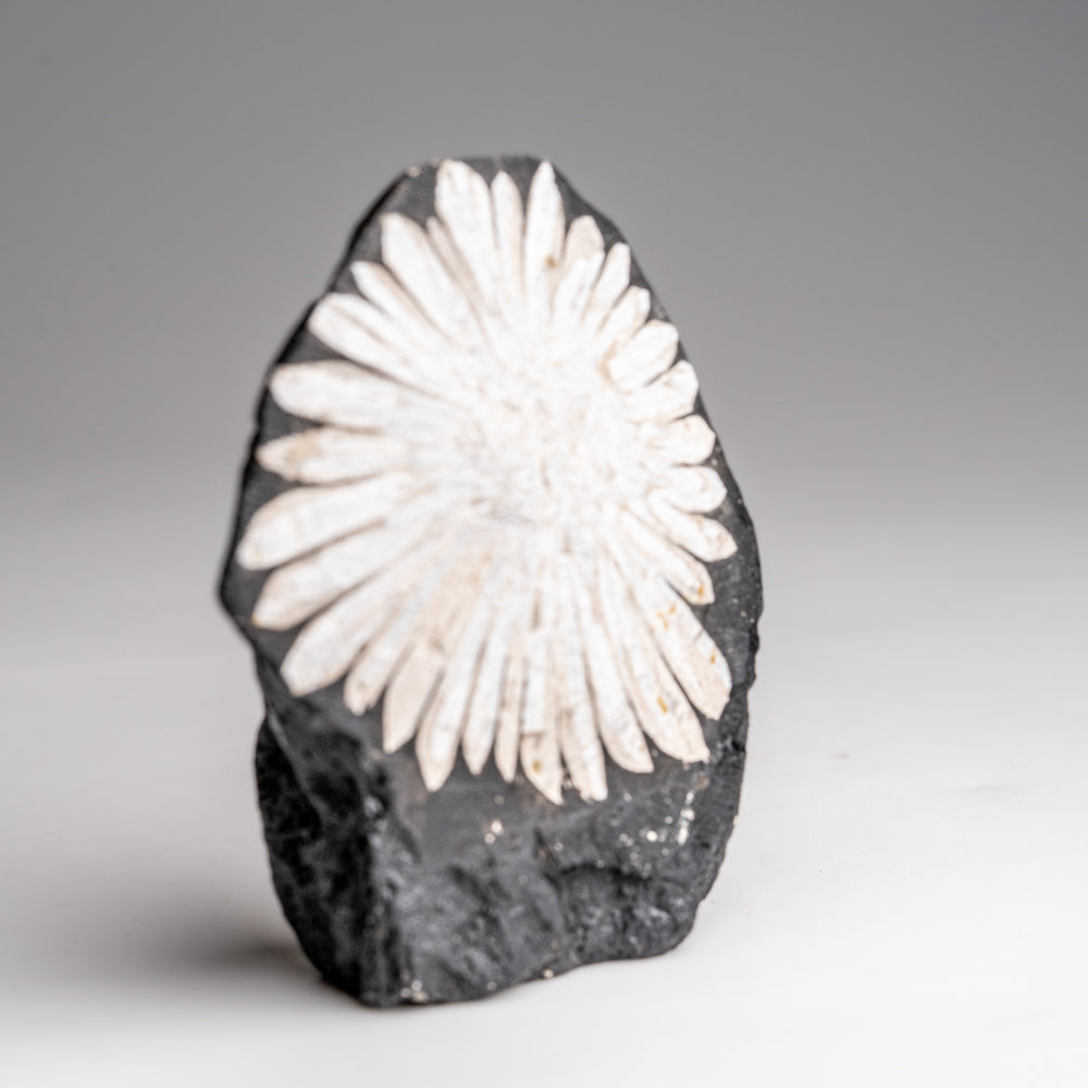 Chrysanthemum Stone from China (94 grams)