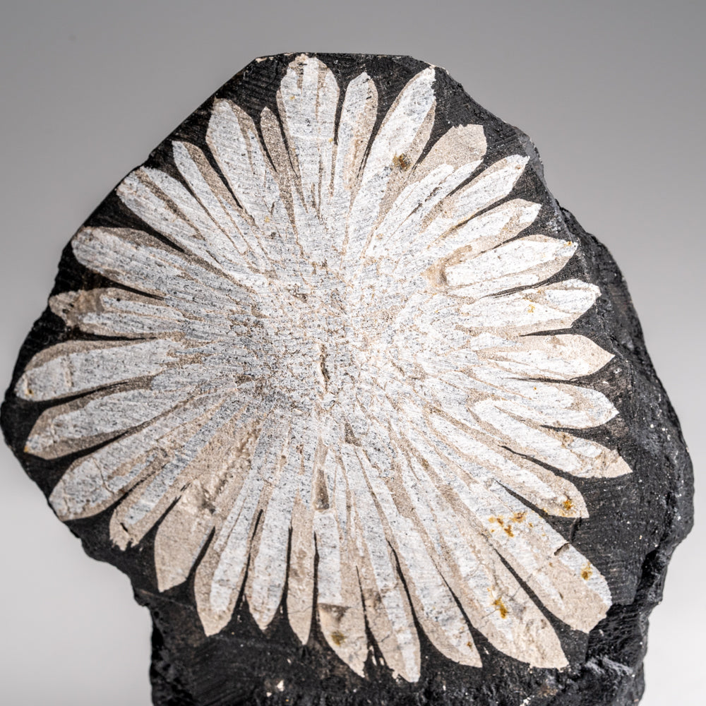 Chrysanthemum Stone from China (94 grams)