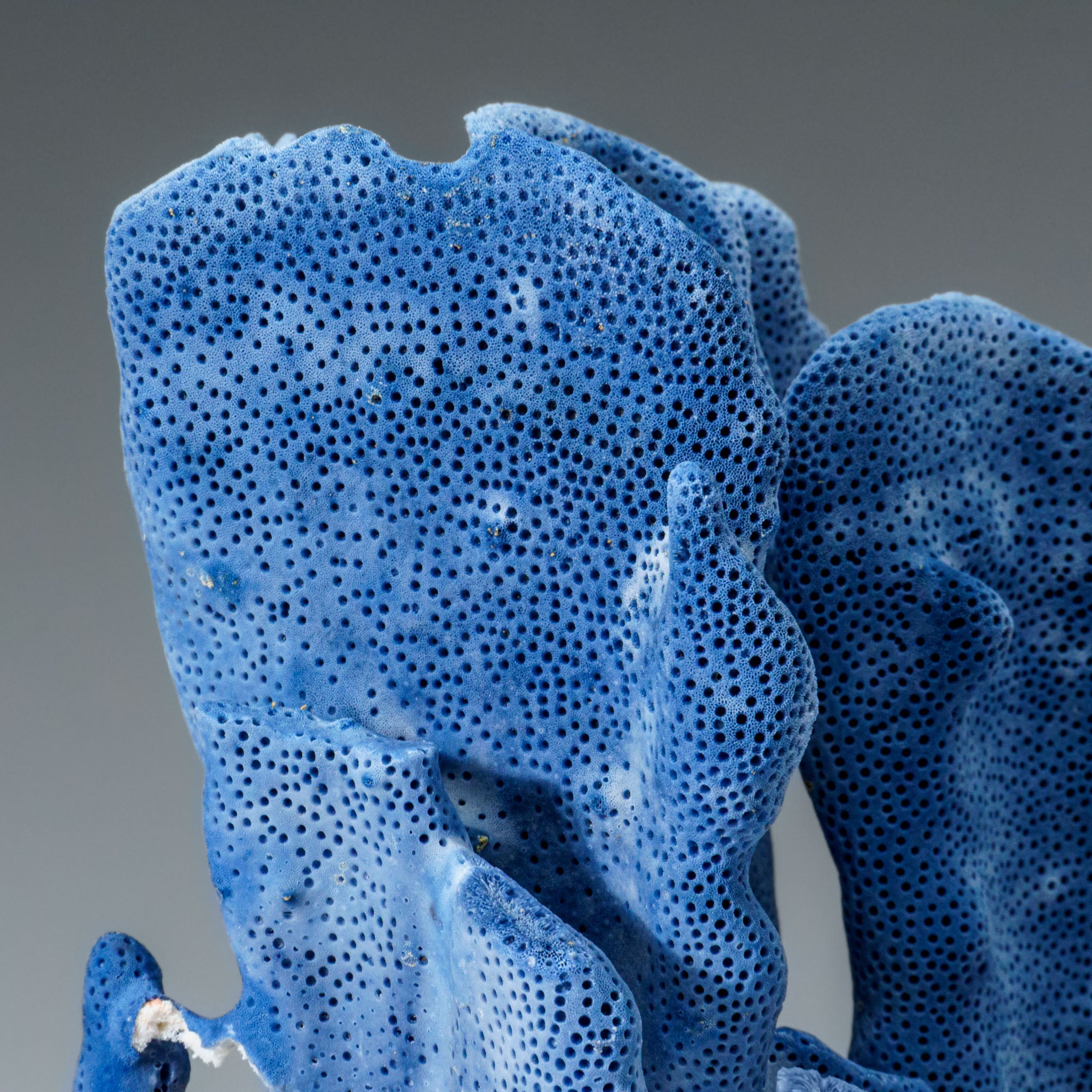 Genuine Blue Ridge Coral (5", 2.5 lbs) - Astro Gallery of Gems