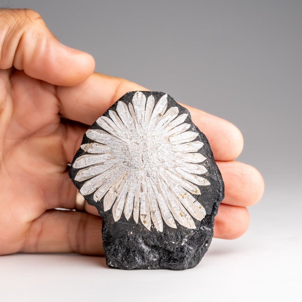 Chrysanthemum Stone from China (94 grams)