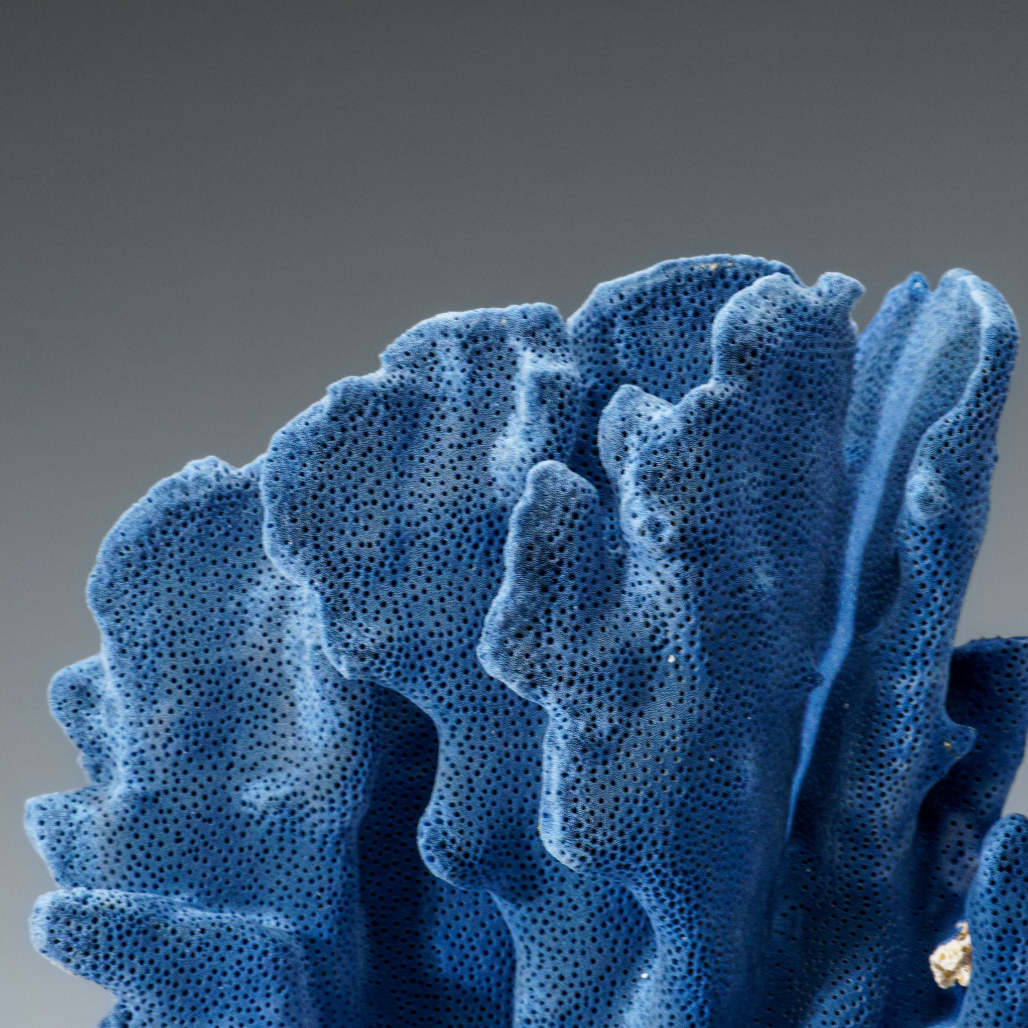 Genuine Blue Ridge Coral (5", 2.5 lbs) - Astro Gallery of Gems