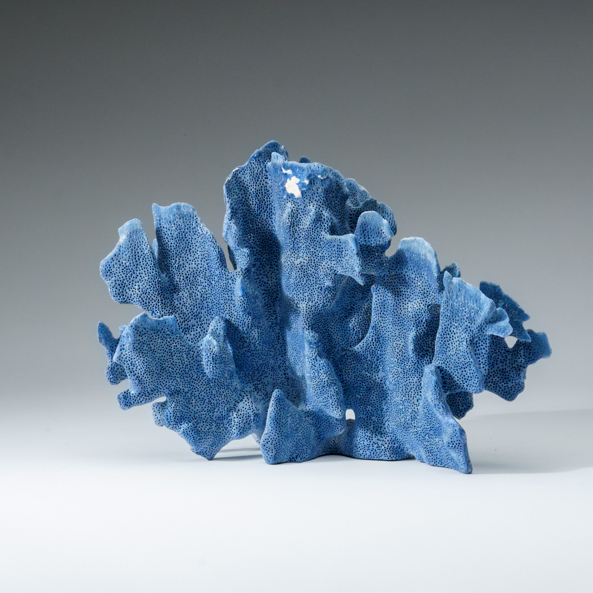 Genuine Blue Ridge Coral (8", 2 lbs) - Astro Gallery of Gems