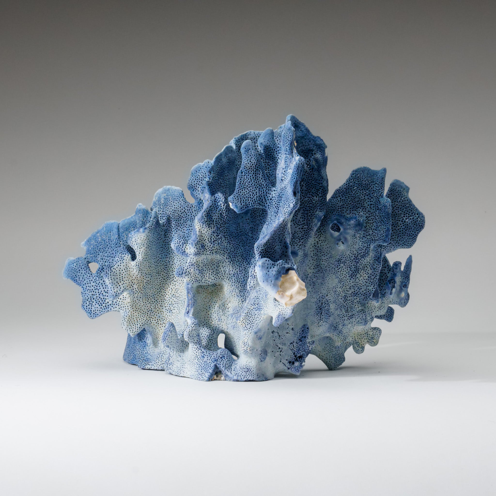 Genuine Blue Ridge Coral (8", 2 lbs) - Astro Gallery of Gems