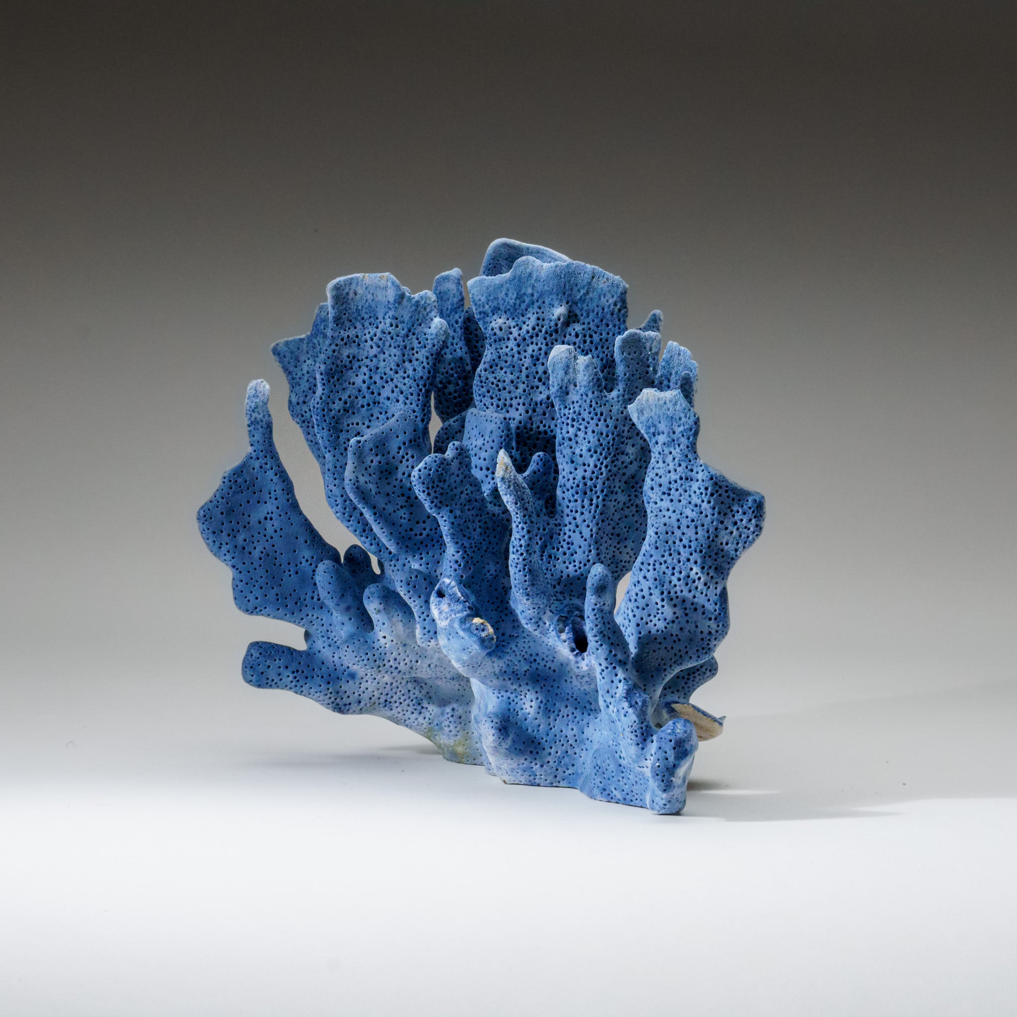 Genuine Blue Ridge Coral (7", 1.5 lbs) - Astro Gallery of Gems