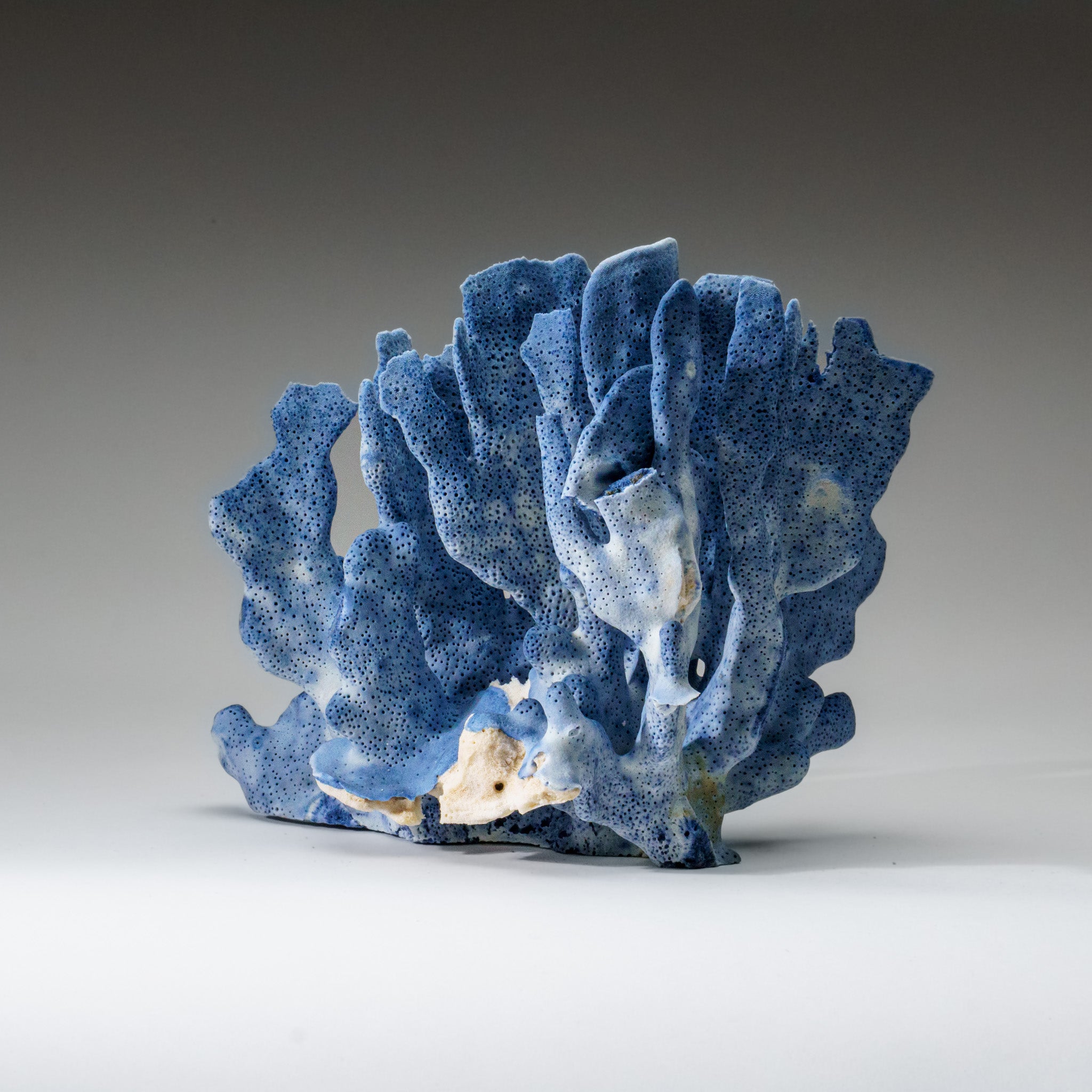 Genuine Blue Ridge Coral (7", 1.5 lbs) - Astro Gallery of Gems