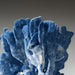 Genuine Blue Ridge Coral (7", 1.5 lbs) - Astro Gallery of Gems
