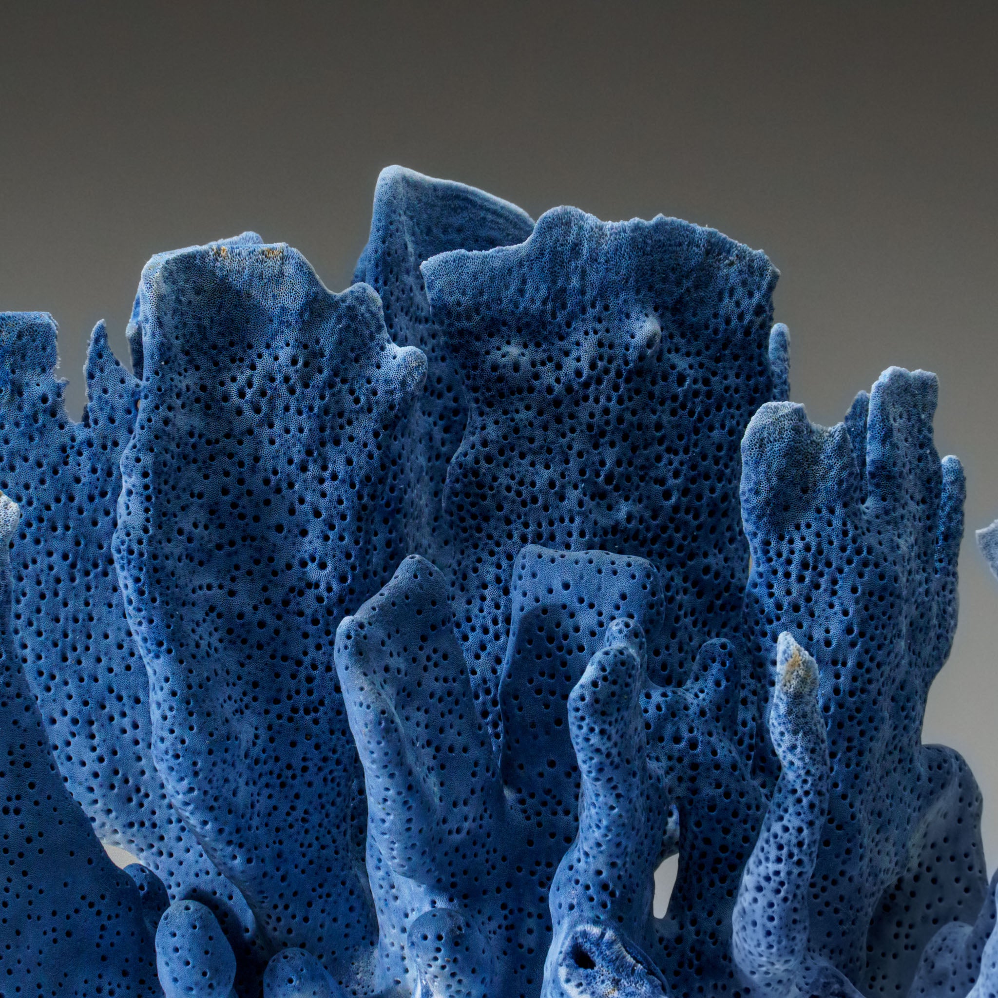 Genuine Blue Ridge Coral (7", 1.5 lbs) - Astro Gallery of Gems