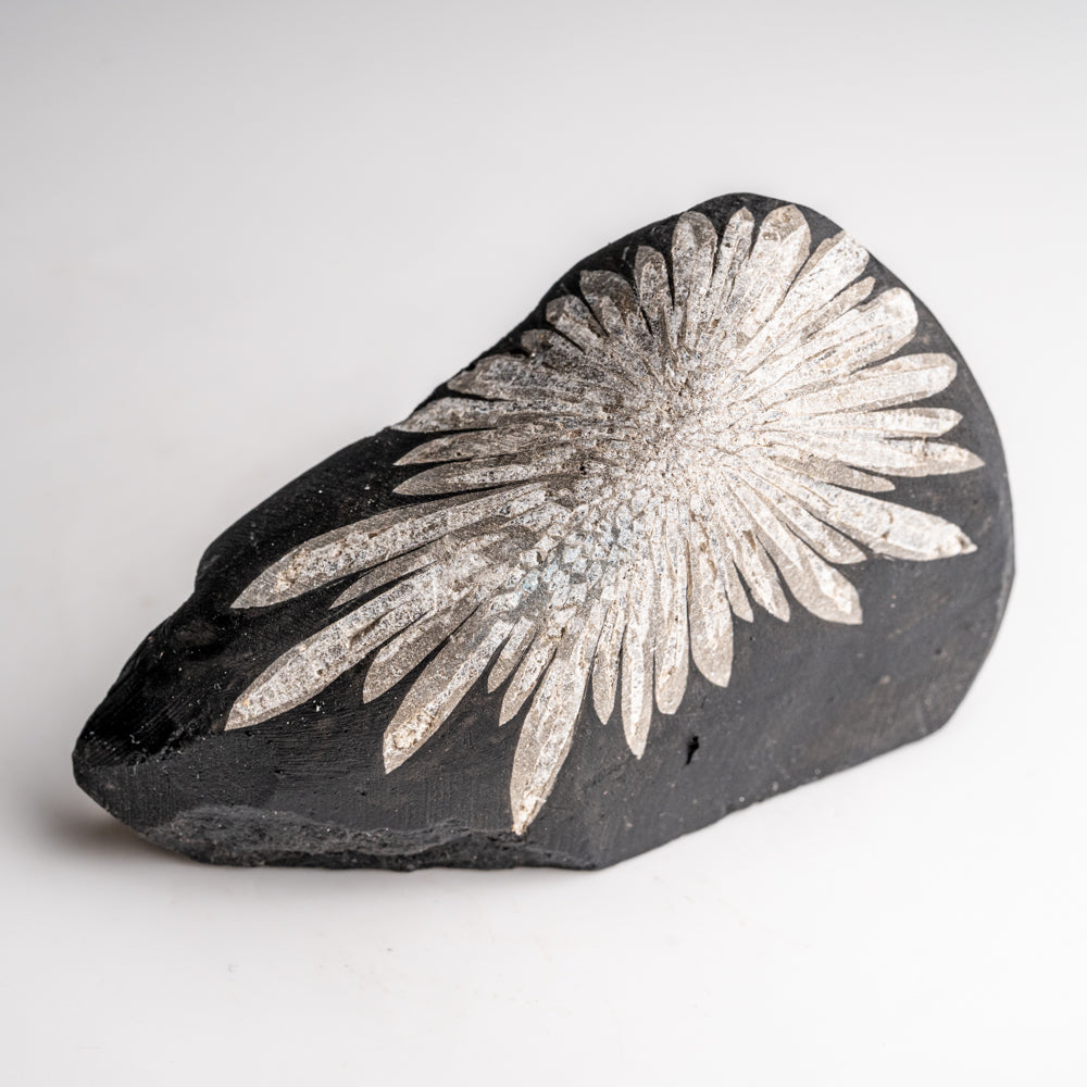 Chrysanthemum Stone from China (172 grams)