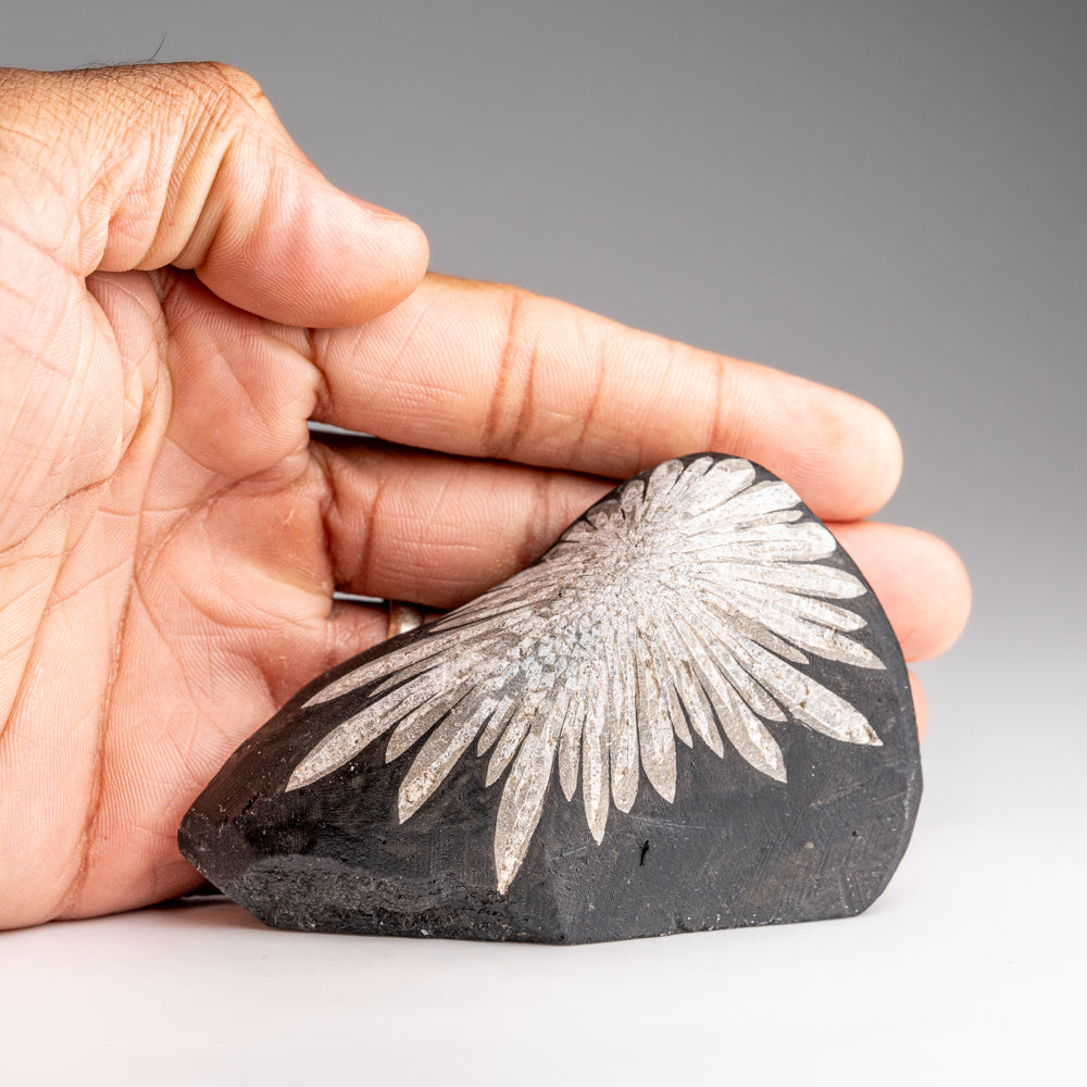 Chrysanthemum Stone from China (172 grams)