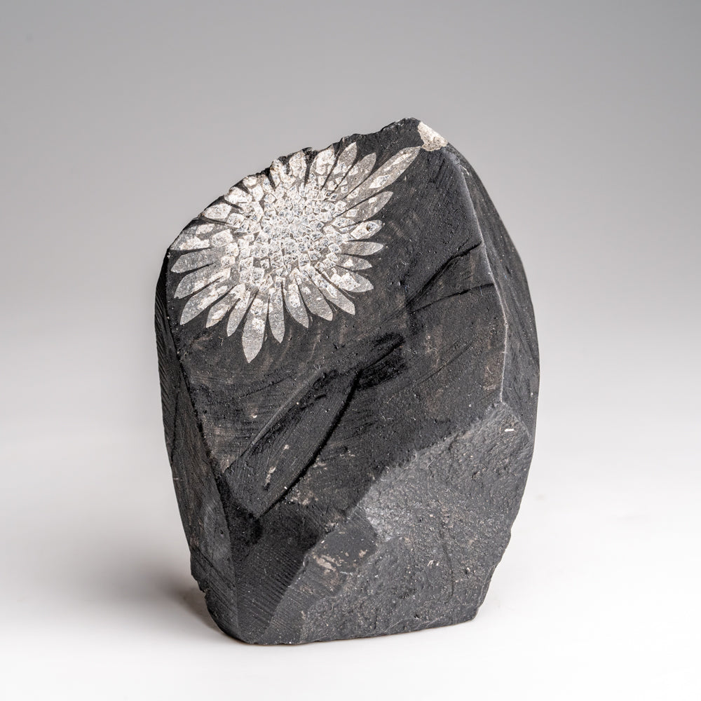 Chrysanthemum Stone from China (158.7 grams)