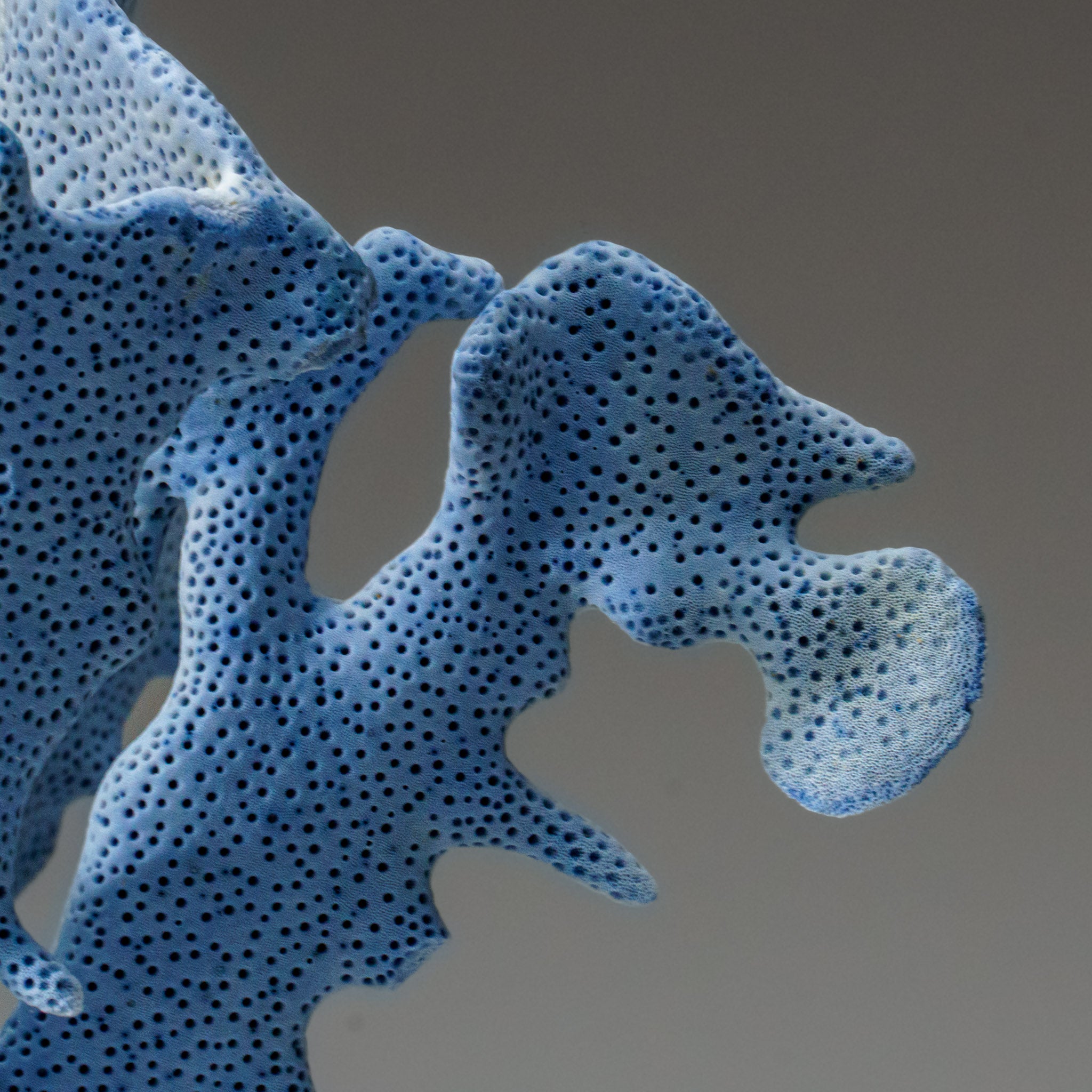 Genuine Blue Ridge Coral (8", 3 lbs) - Astro Gallery of Gems