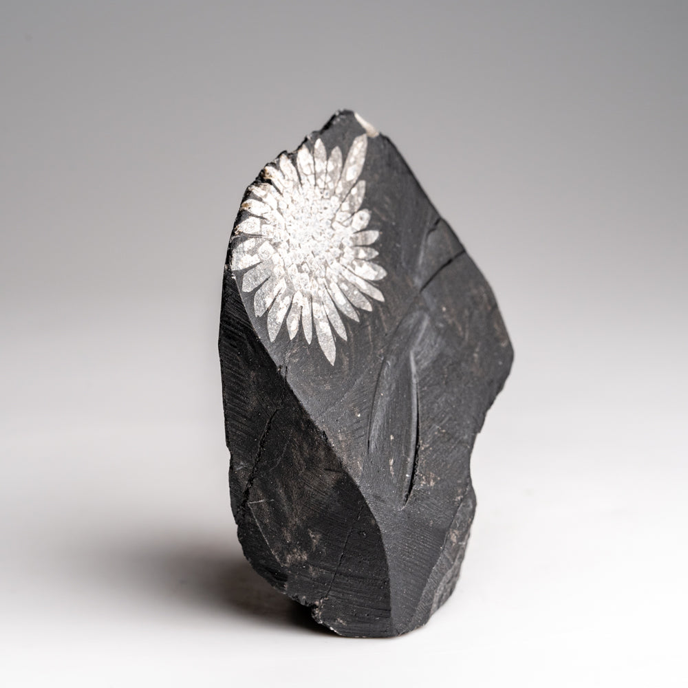 Chrysanthemum Stone from China (158.7 grams)