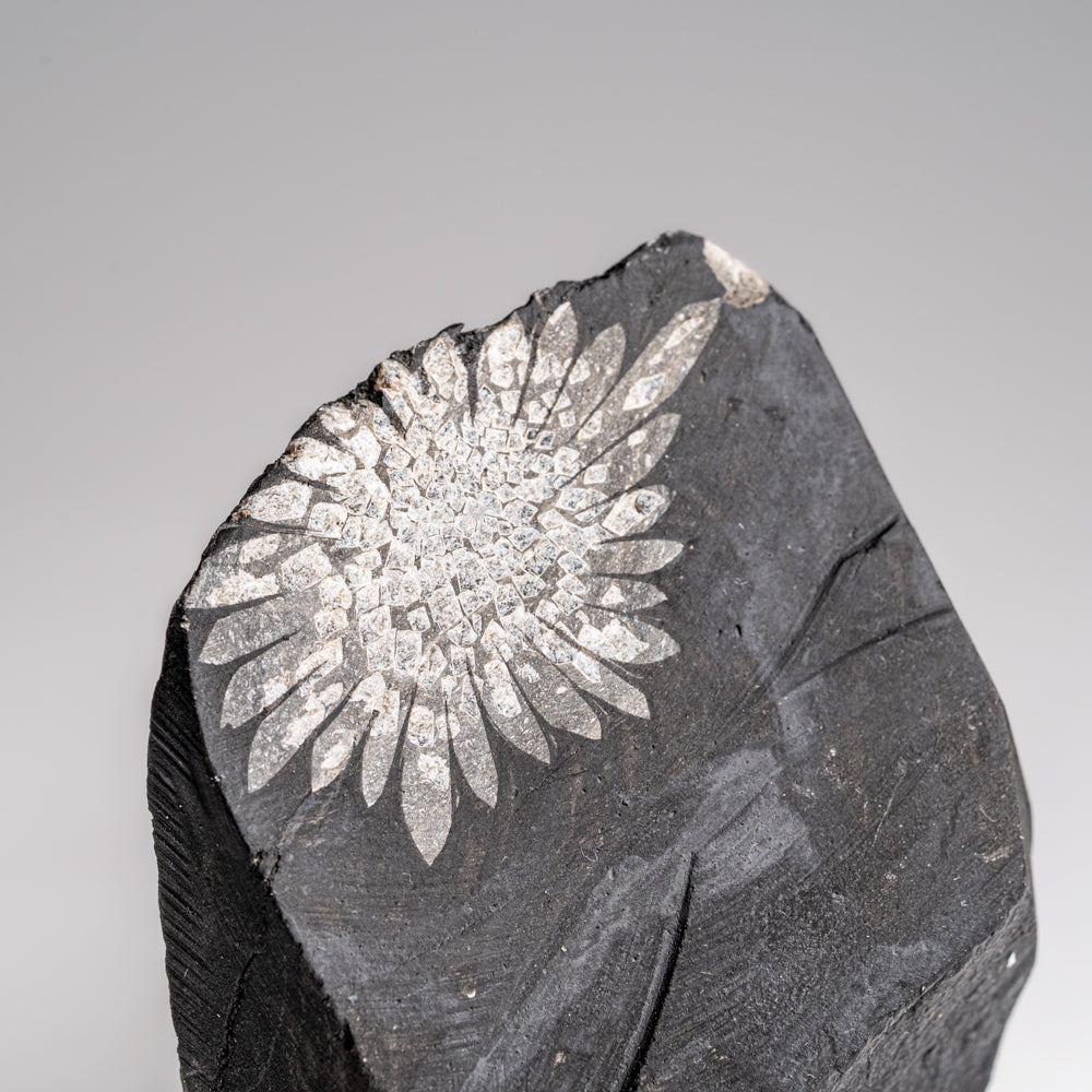 Chrysanthemum Stone from China (158.7 grams)