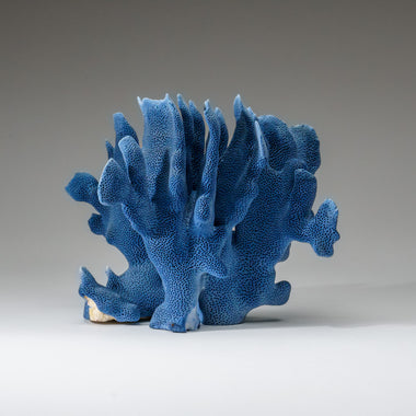 Genuine Blue Ridge Coral (7", 2 lbs) - Astro Gallery of Gems