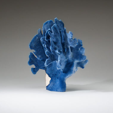 Genuine Blue Ridge Coral (9", 2.5 lbs) - Astro Gallery of Gems