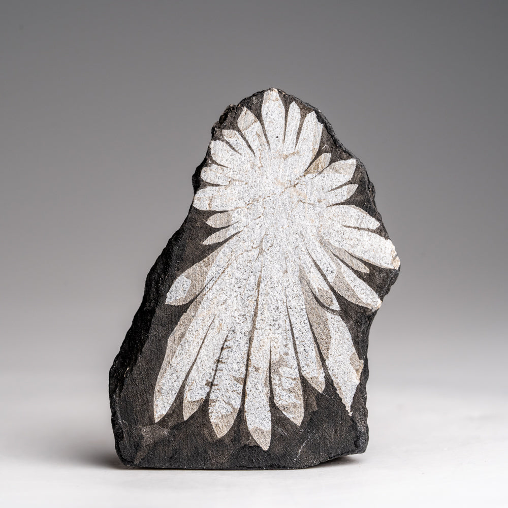 Chrysanthemum Stone from China (89.2 grams)