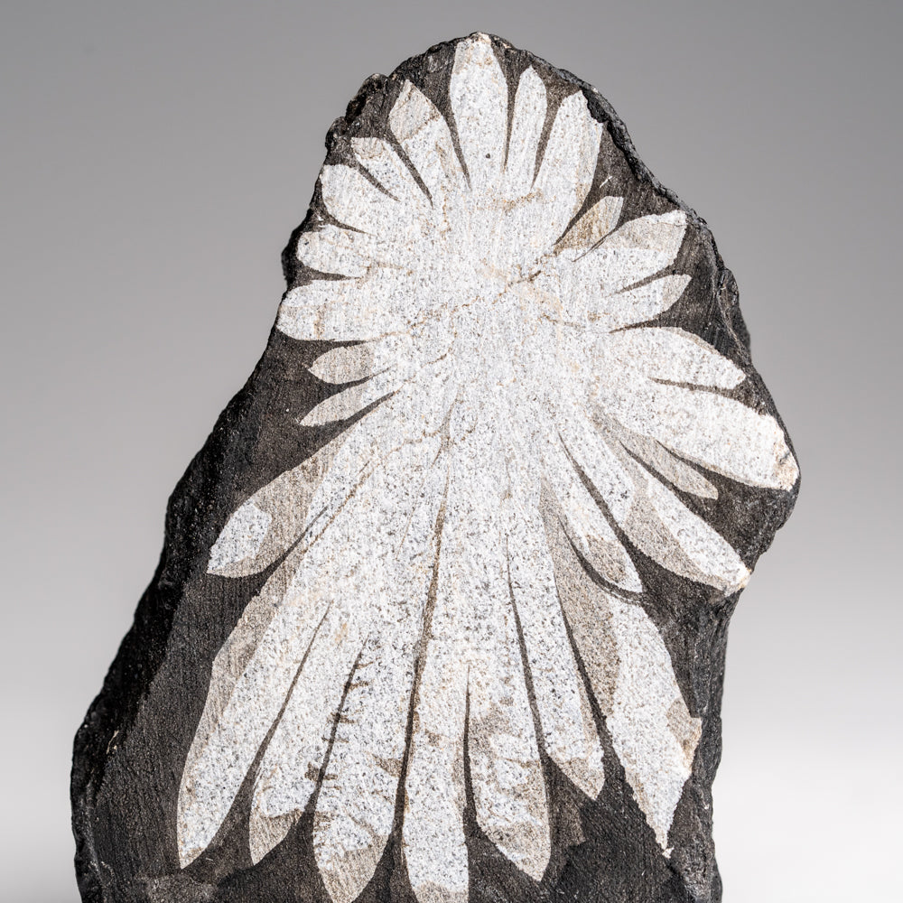 Chrysanthemum Stone from China (89.2 grams)