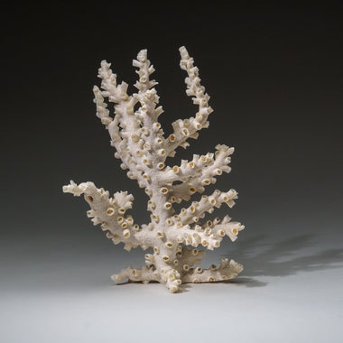 Genuine Branch Coral (.5 lbs) - Astro Gallery of Gems