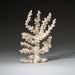 Genuine Branch Coral (.5 lbs) - Astro Gallery of Gems