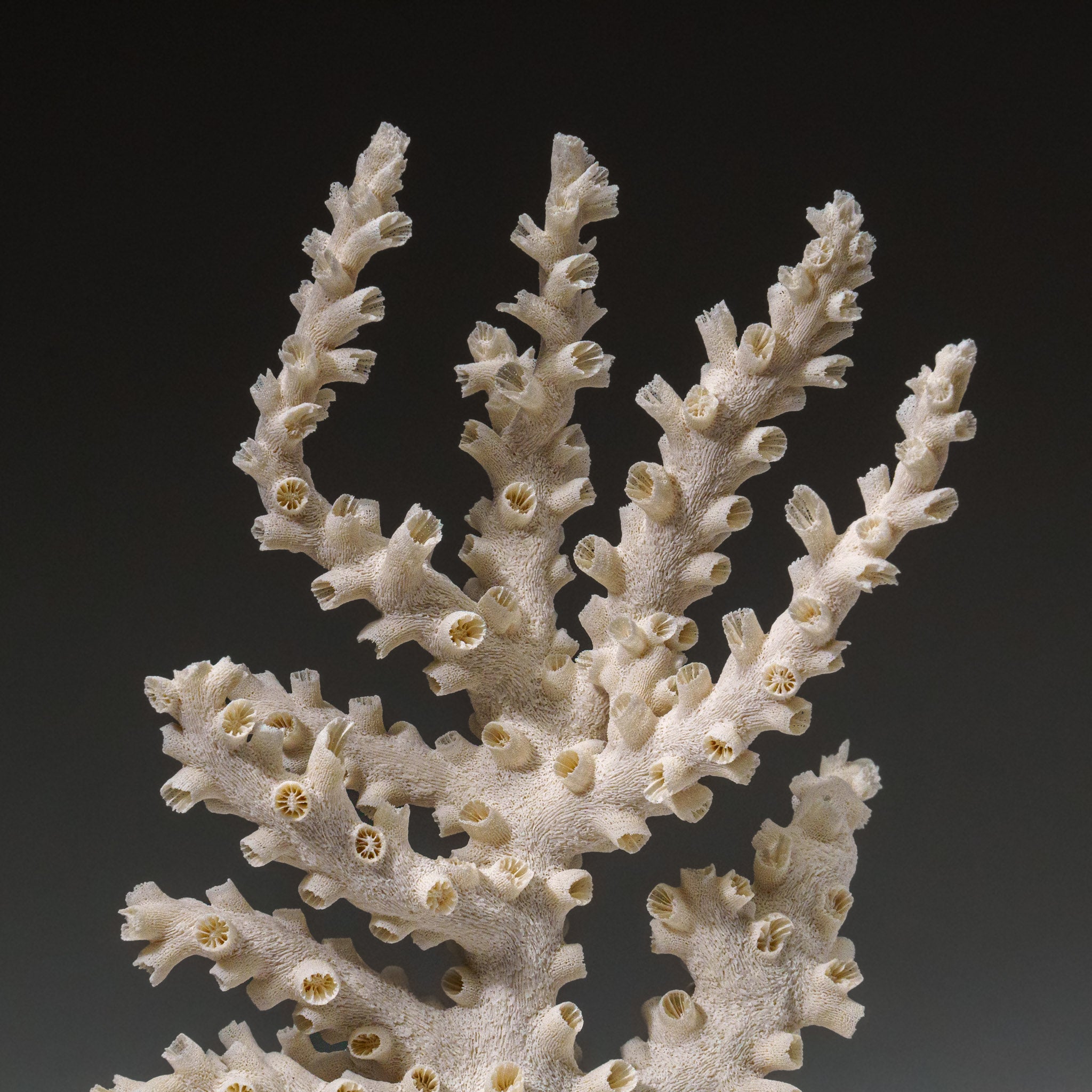 Genuine Branch Coral (.5 lbs) - Astro Gallery of Gems