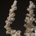 Genuine Branch Coral (.5 lbs) - Astro Gallery of Gems