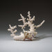 Genuine Branch Coral (1 lb) - Astro Gallery of Gems