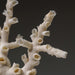 Genuine Branch Coral (1 lb) - Astro Gallery of Gems