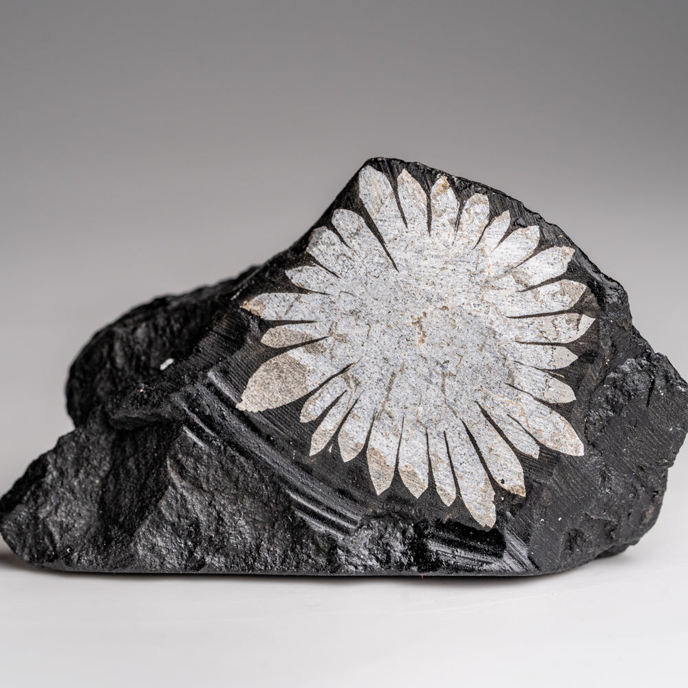 Chrysanthemum Stone from China (78.4 grams)