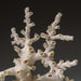 Genuine Branch Coral (1 lb) - Astro Gallery of Gems