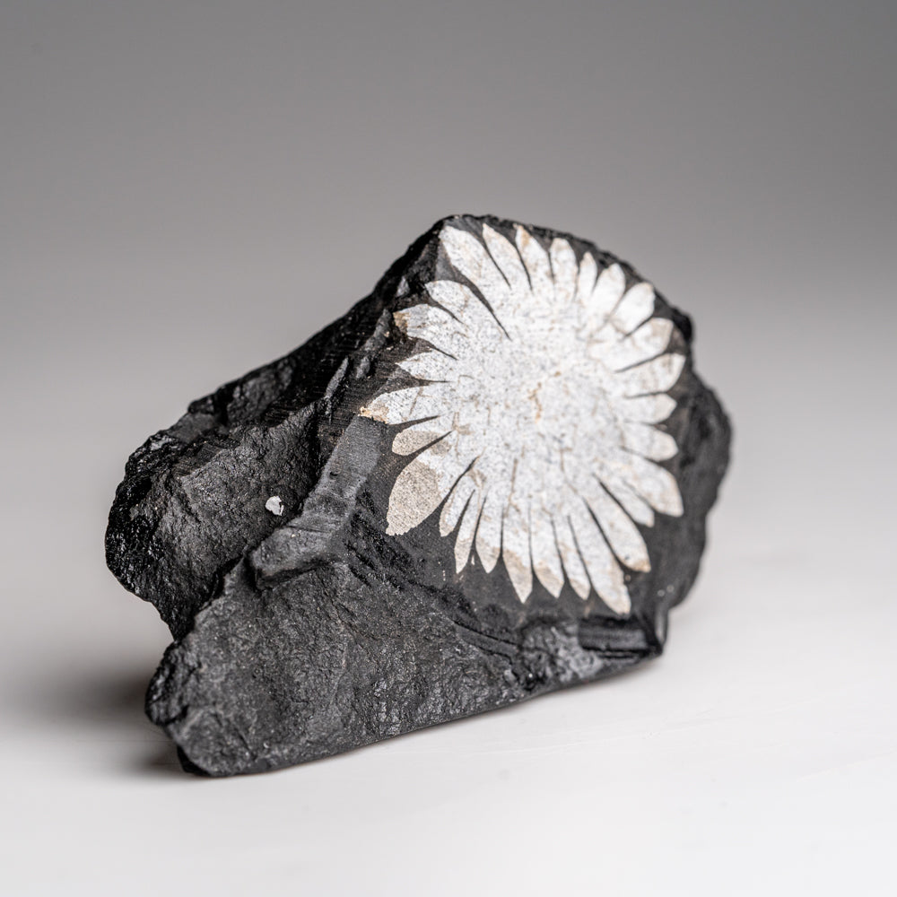 Chrysanthemum Stone from China (78.4 grams)