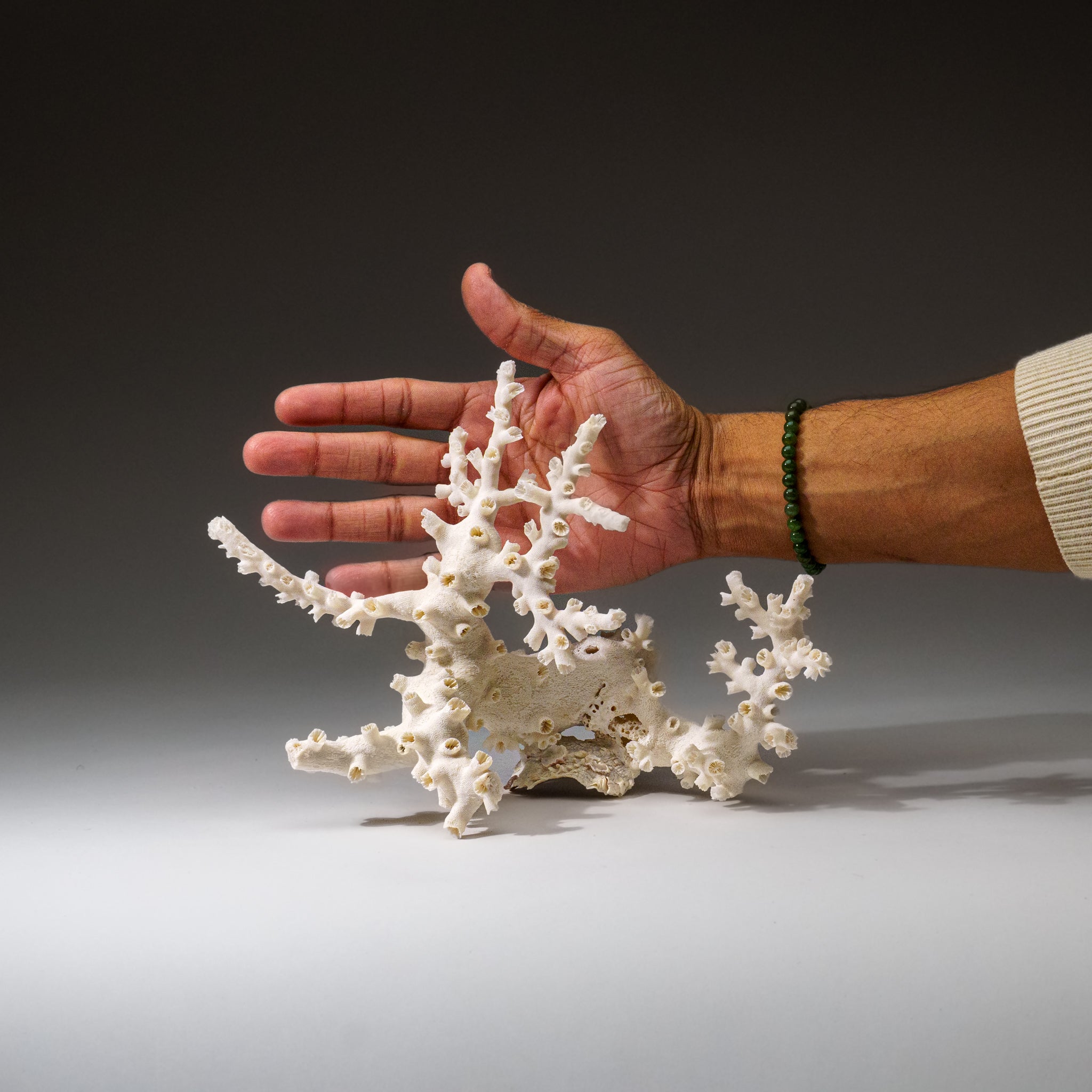 Genuine Branch Coral (1 lb) - Astro Gallery of Gems