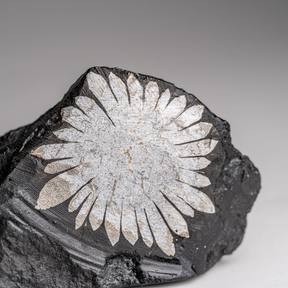 Chrysanthemum Stone from China (78.4 grams)