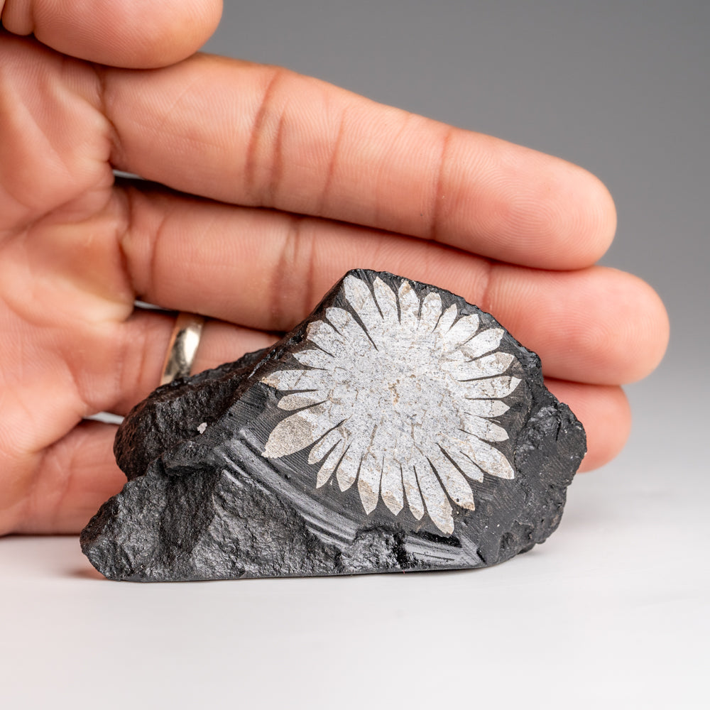 Chrysanthemum Stone from China (78.4 grams)