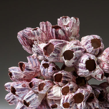 Genuine Purple Acorn Barnacle Cluster (1.5 lbs) - Astro Gallery of Gems