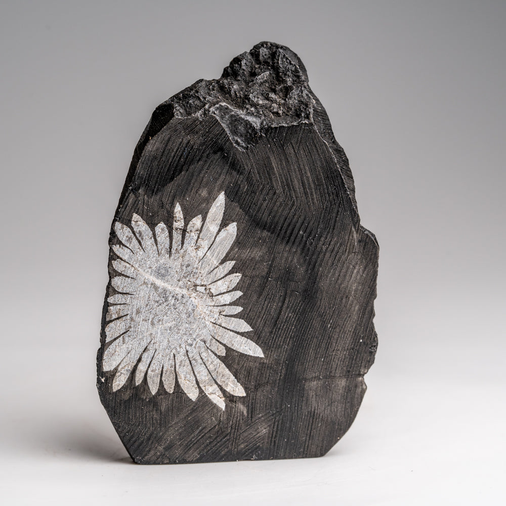 Chrysanthemum Stone from China (101.9 grams)