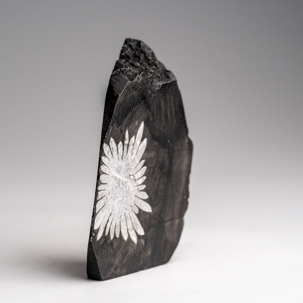 Chrysanthemum Stone from China (101.9 grams)