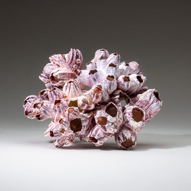 Genuine Purple Acorn Barnacle Cluster (1 lb) - Astro Gallery of Gems