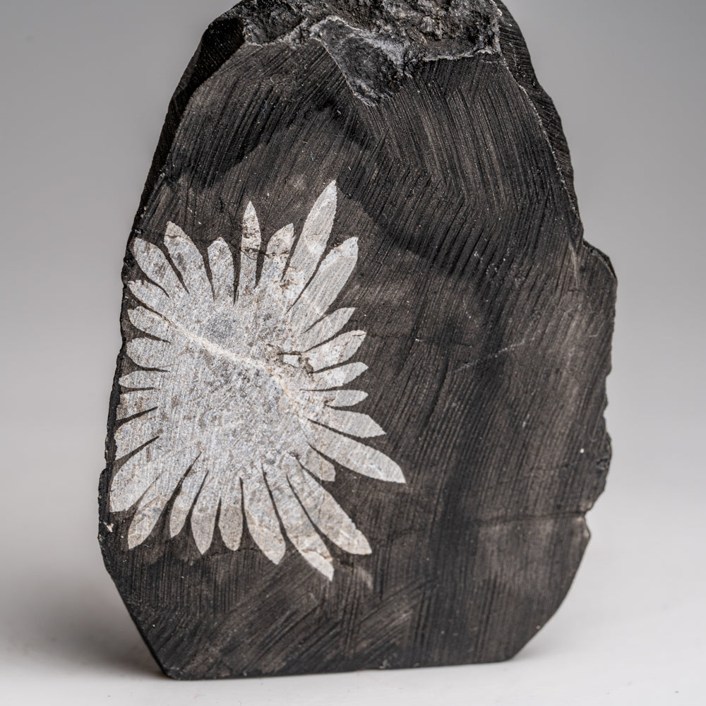 Chrysanthemum Stone from China (101.9 grams)