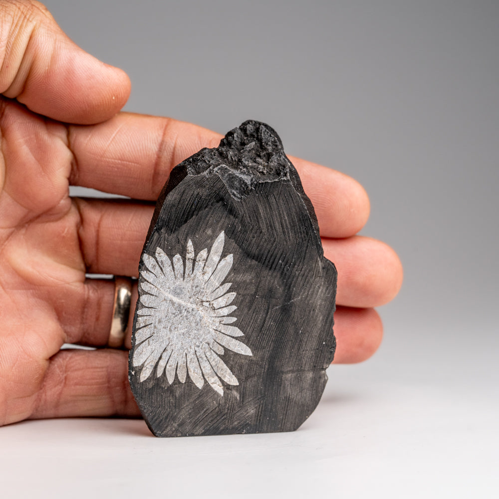 Chrysanthemum Stone from China (101.9 grams)