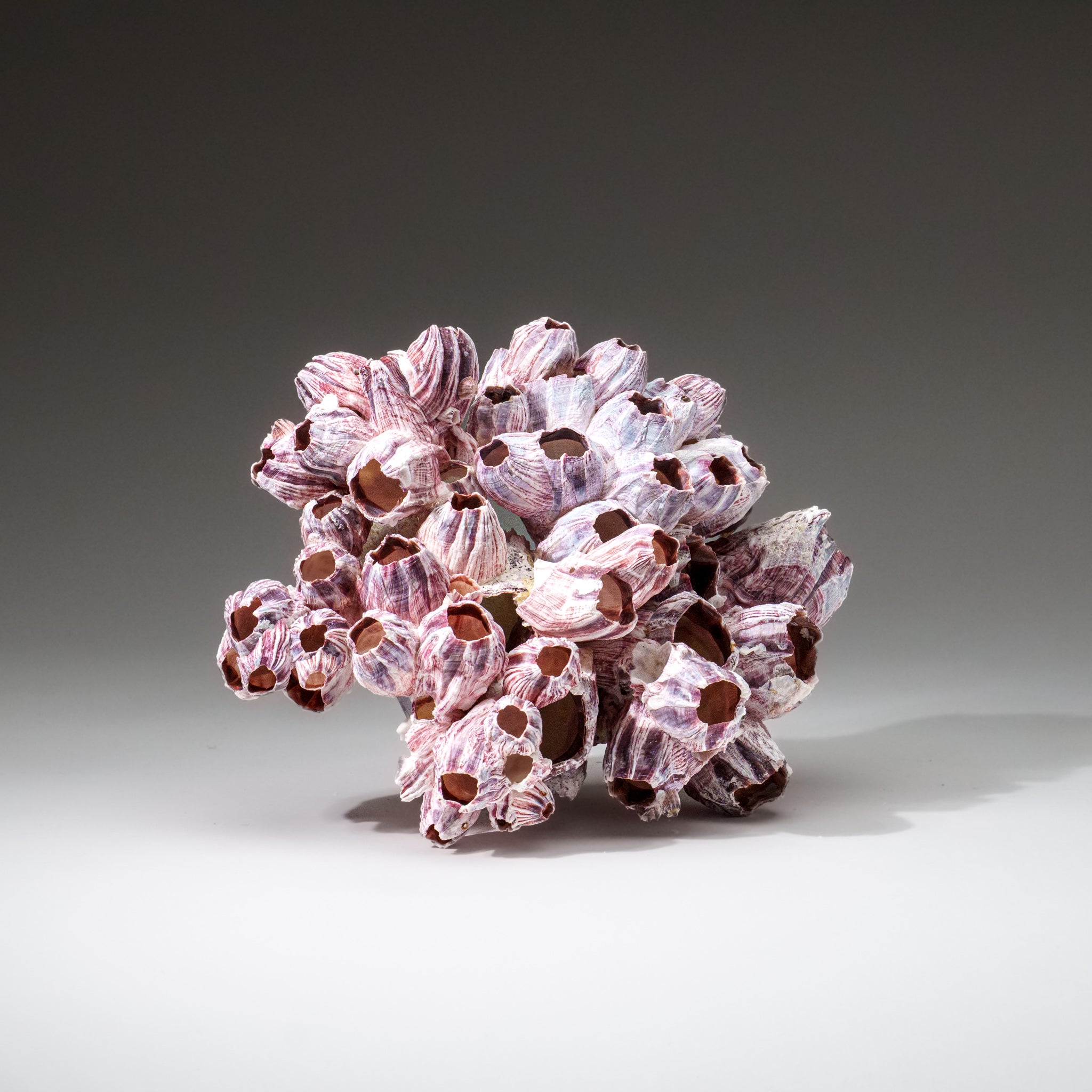 Genuine Purple Acorn Barnacle Cluster (1 lb) - Astro Gallery of Gems