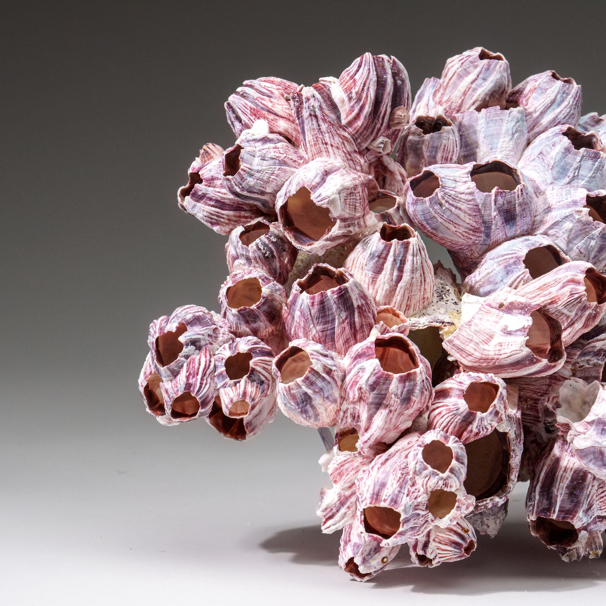 Genuine Purple Acorn Barnacle Cluster (1 lb) - Astro Gallery of Gems